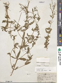 Epilobium ciliatum subsp. ciliatum image