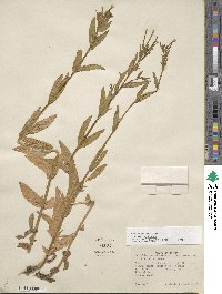 Epilobium ciliatum subsp. ciliatum image