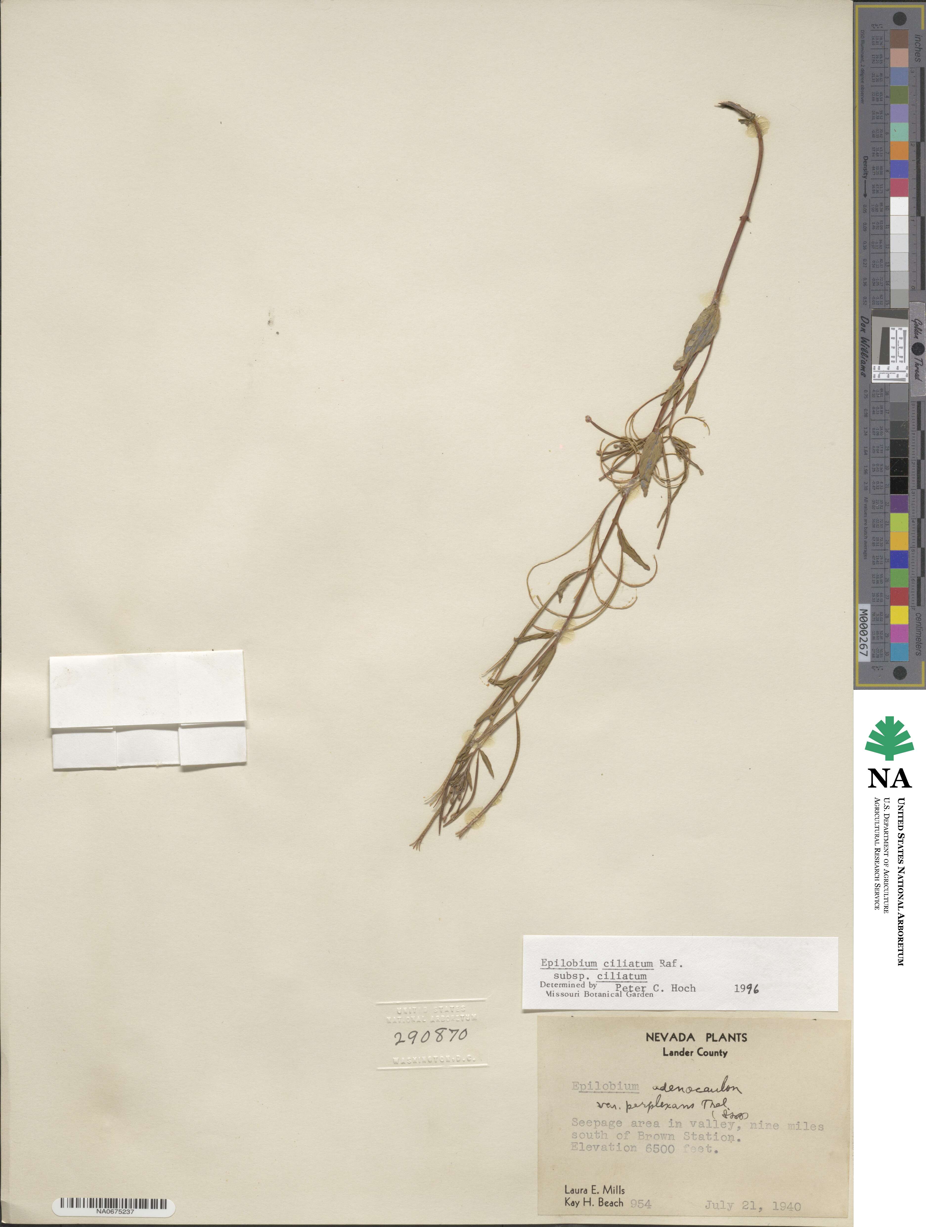 Epilobium ciliatum image