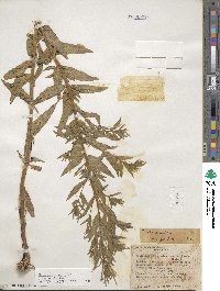 Epilobium ciliatum subsp. ciliatum image