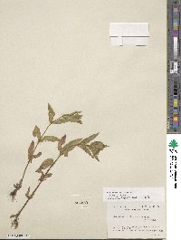 Epilobium ciliatum subsp. ciliatum image