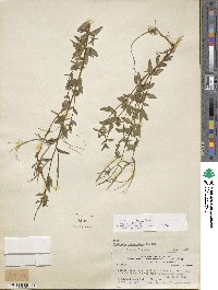 Epilobium ciliatum subsp. ciliatum image