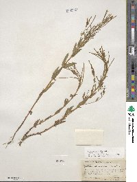 Epilobium ciliatum subsp. ciliatum image