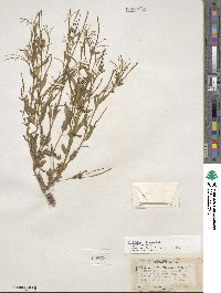 Epilobium ciliatum subsp. ciliatum image