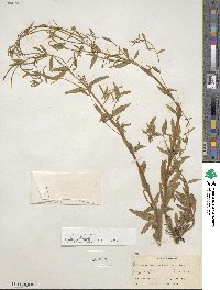 Epilobium ciliatum subsp. ciliatum image