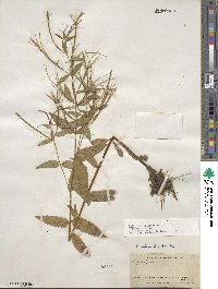 Epilobium ciliatum image