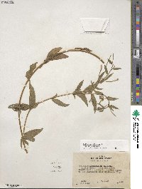 Epilobium ciliatum image