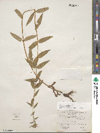 Epilobium ciliatum subsp. ciliatum image