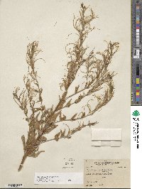 Epilobium ciliatum subsp. ciliatum image