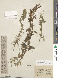 Epilobium ciliatum subsp. ciliatum image