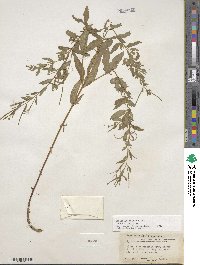 Epilobium ciliatum subsp. ciliatum image