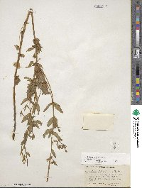 Epilobium ciliatum subsp. ciliatum image