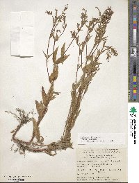 Epilobium ciliatum subsp. ciliatum image