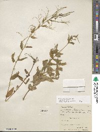 Epilobium ciliatum subsp. ciliatum image