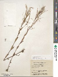 Epilobium ciliatum subsp. ciliatum image