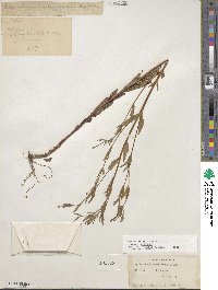 Epilobium ciliatum subsp. ciliatum image