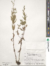 Epilobium ciliatum subsp. ciliatum image