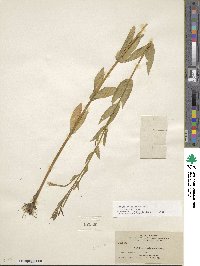 Epilobium ciliatum subsp. ciliatum image