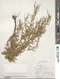 Epilobium ciliatum subsp. ciliatum image