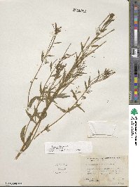 Epilobium ciliatum subsp. ciliatum image