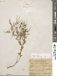 Epilobium ciliatum image