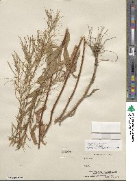 Epilobium ciliatum subsp. ciliatum image