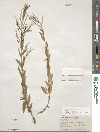 Epilobium ciliatum subsp. ciliatum image