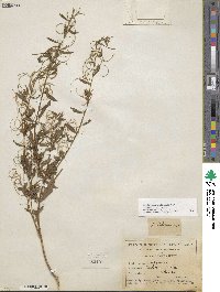 Epilobium ciliatum image