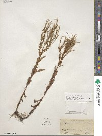 Epilobium ciliatum subsp. ciliatum image