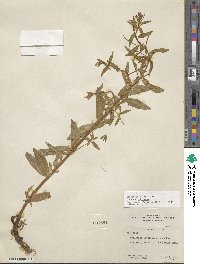 Epilobium ciliatum subsp. ciliatum image