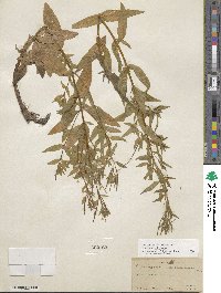 Epilobium ciliatum subsp. ciliatum image