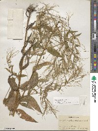 Epilobium ciliatum subsp. ciliatum image