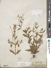 Epilobium ciliatum subsp. ciliatum image