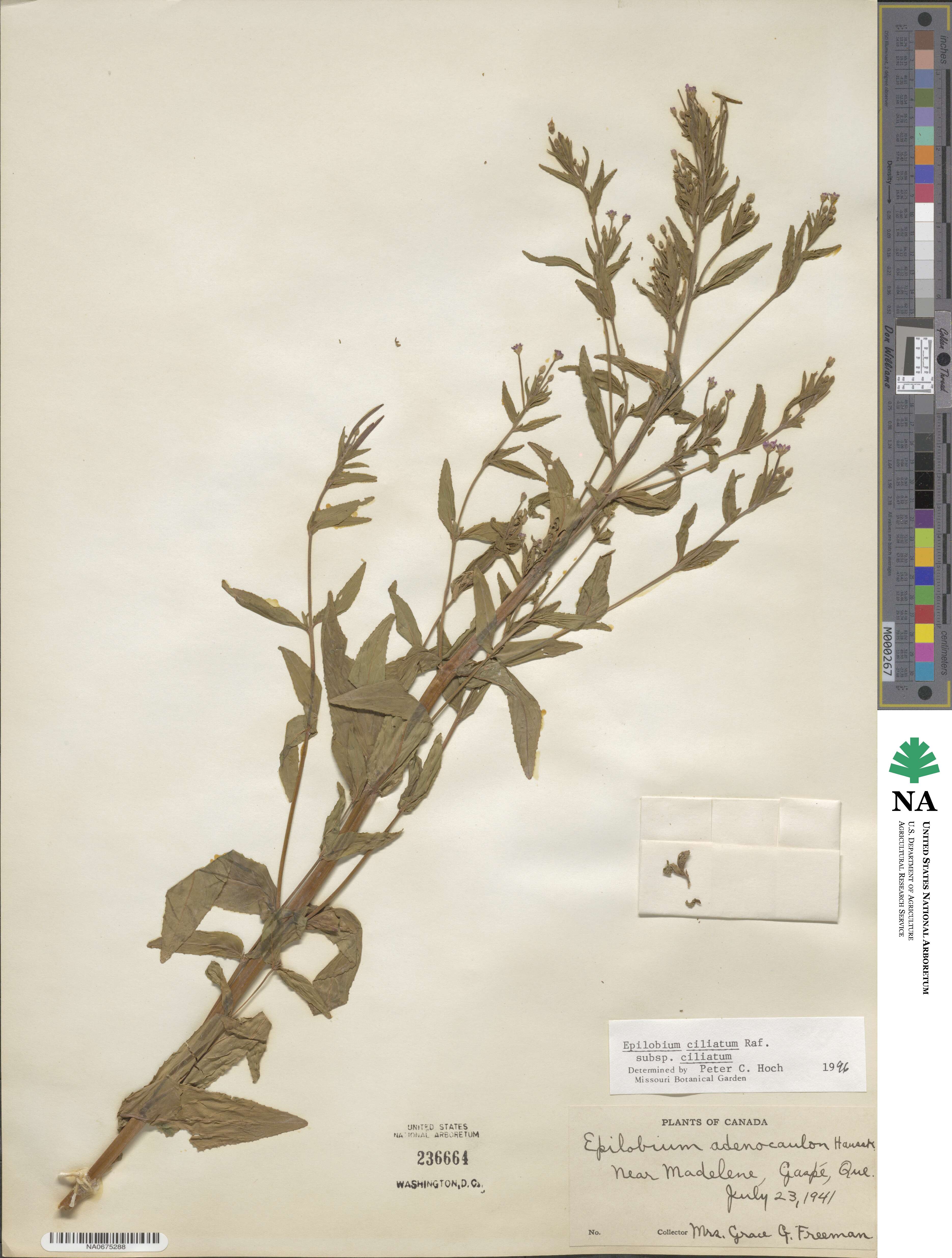 Epilobium ciliatum subsp. ciliatum image