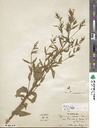 Epilobium ciliatum subsp. ciliatum image