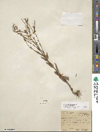 Epilobium ciliatum image