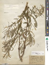 Epilobium ciliatum image