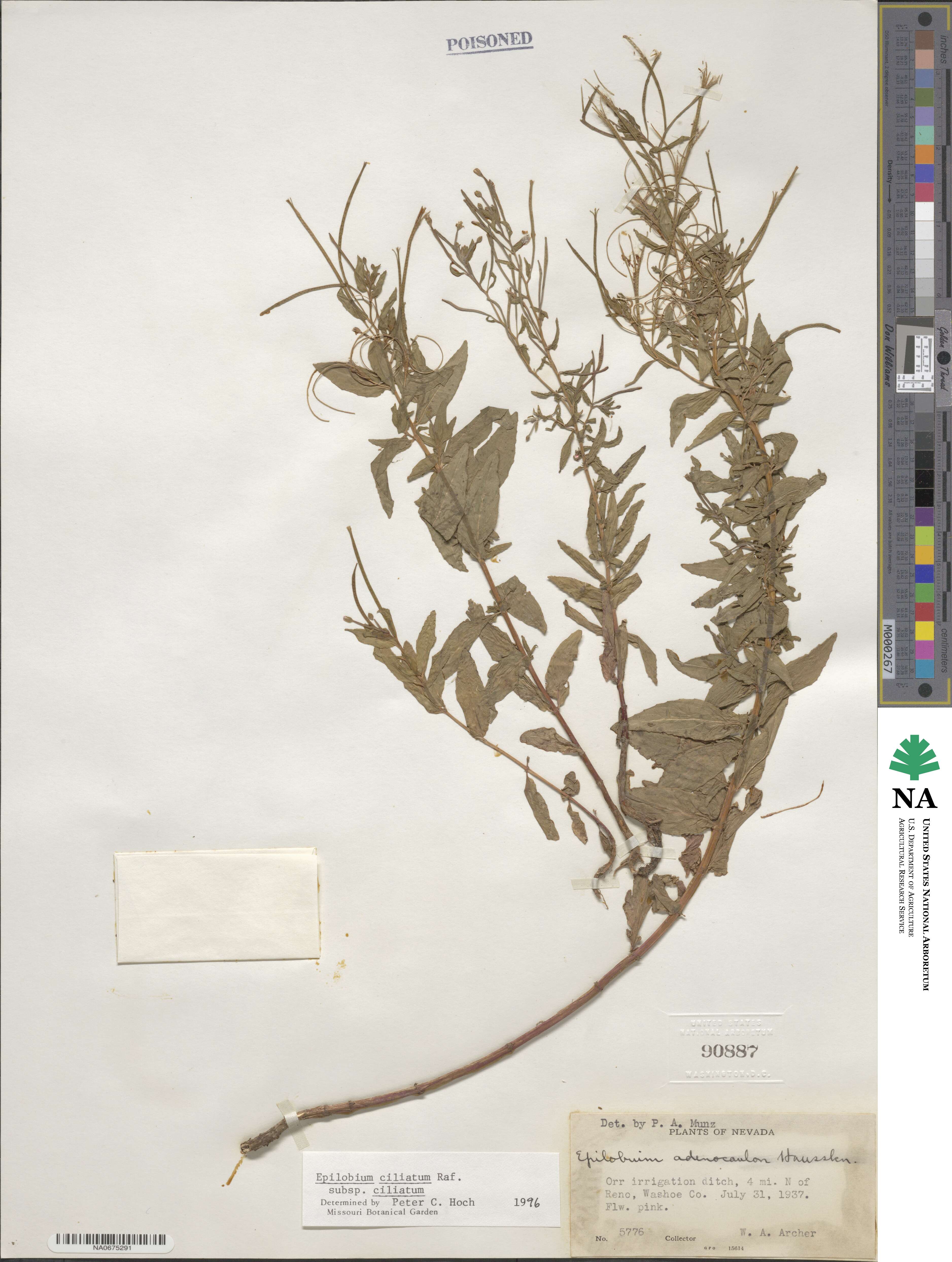 Epilobium ciliatum subsp. ciliatum image