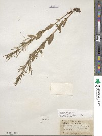 Epilobium ciliatum image