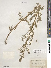 Epilobium ciliatum image