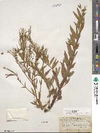 Epilobium ciliatum image