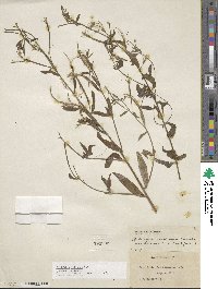 Epilobium ciliatum image