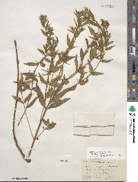 Epilobium ciliatum image