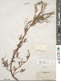 Epilobium ciliatum image