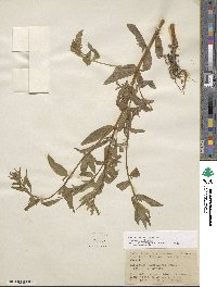 Epilobium ciliatum image