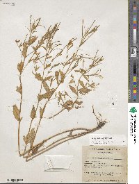 Epilobium ciliatum image