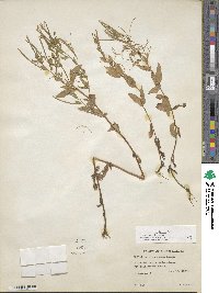 Epilobium ciliatum image