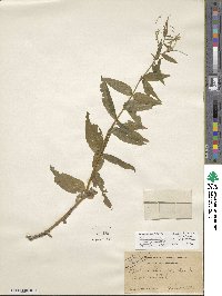 Epilobium ciliatum image