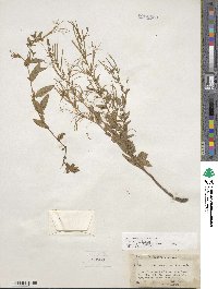 Epilobium ciliatum image