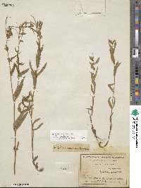 Epilobium ciliatum image